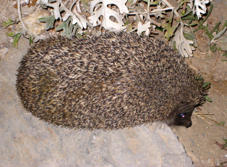 Erinaceus concolor in Turchia